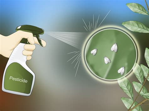 How to get rid of whiteflies. Things To Know About How to get rid of whiteflies. 